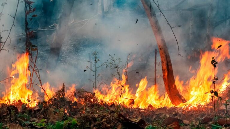En 2023 produjeron 860 incendios forestales; atribuyen incremento a «efectos» del cambio climático
