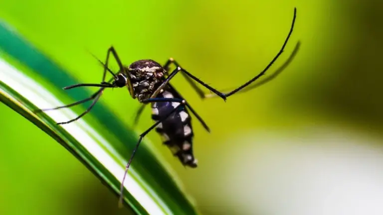 Temporada de calor aumenta el impacto del dengue y de enfermedades respiratorias