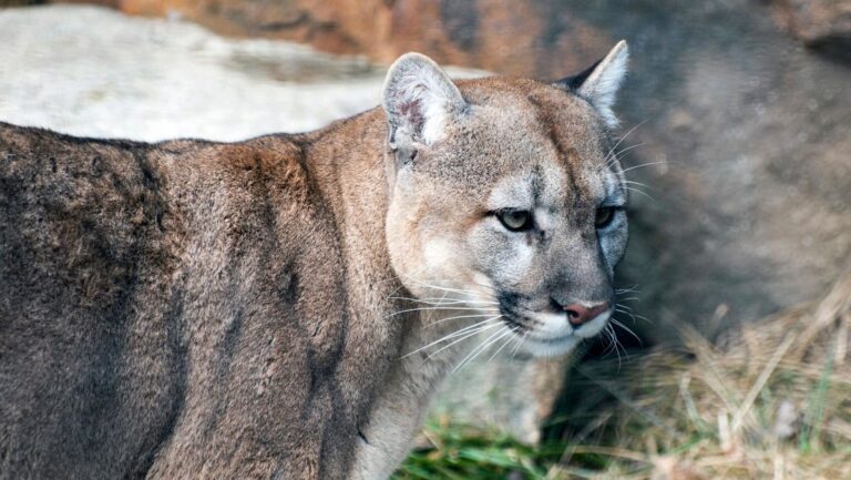Detectan en EE.UU. una rara enfermedad «fatal» en gatos