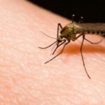 Captan 300 casos de malaria y dengue en una semana