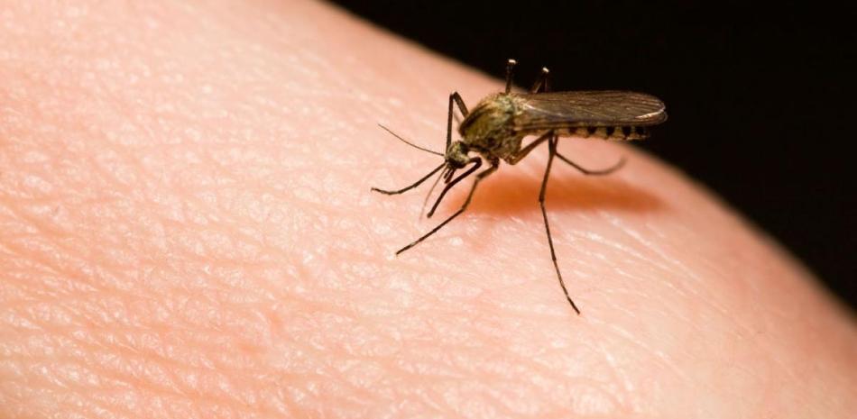 Captan 300 casos de malaria y dengue en una semana