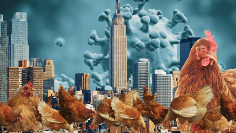 Nueva York ordena el cierre temporal de mercados de aves vivas por brote de gripe aviar
