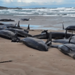 Tragedia en Tasmania: 157 ballenas mueren tras quedar varadas en una playa remota