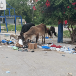 Vacas sueltas causan caos en Cabral: residentes exigen aplicación de sanciones