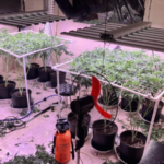 DNCD y Ministerio Público Desmantelan Invernadero de Marihuana en La Vega
