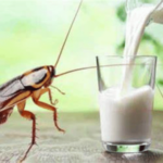 La Leche de Cucaracha: Un Sorprendente Superalimento del Futuro