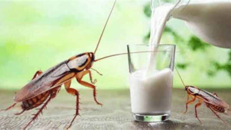 La Leche de Cucaracha: Un Sorprendente Superalimento del Futuro