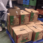 CODOPESCA Decomisa 259 Libras de Tortuga Tinglar Comercializada Ilegalmente