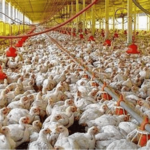 Estados Unidos detecta casos de gripe aviar H7N9 en granja de pollos en Mississippi