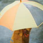 Indomet pronostica pocas lluvias en la mañana y aguaceros para la tarde de este domingo