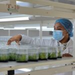 RD produce anualmente 1.5 millones de plantas In Vitro de valor comercial