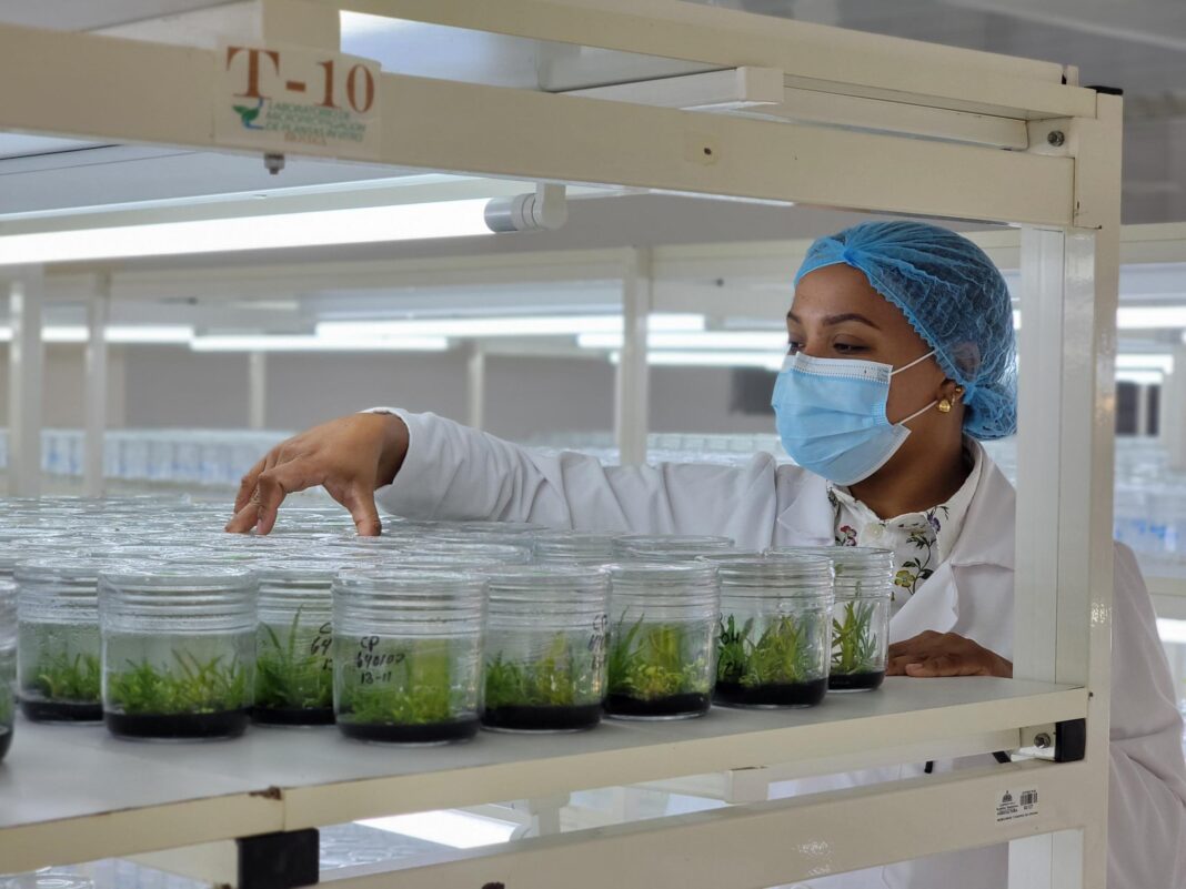 RD produce anualmente 1.5 millones de plantas In Vitro de valor comercial