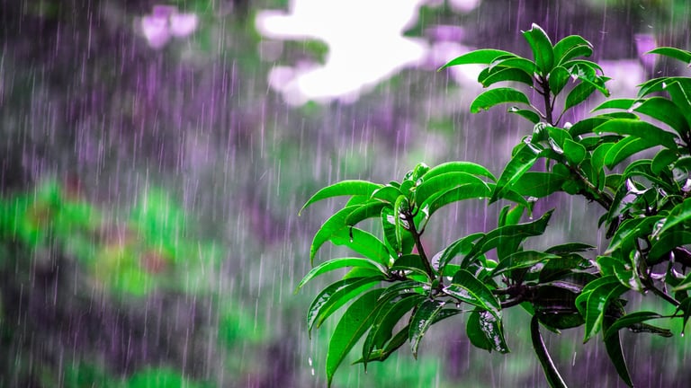 Se esperan aguaceros con tormentas eléctricas y ráfagas de viento Se esperan aguaceros con tormentas eléctricas y ráfagas de viento