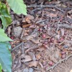 Caficultores del sur piden ayuda ante riesgo pérdida cosecha
