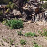 Denuncian destrucción de zona boscosa de la Feria Ganadera