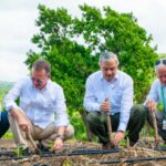 Gobierno inicia en Santiago la cosecha tabacalera 2025-2026