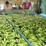 RD se propone invertir US millones en sector del banano