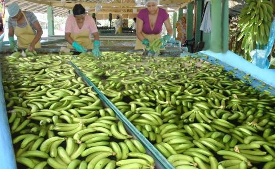 RD se propone invertir US millones en sector del banano