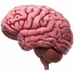 El cerebro y la orientación sexual