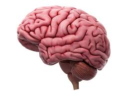 El cerebro y la orientación sexual