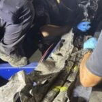 Ocupan cocaína valorada en 10 millones dólares, procedía RD