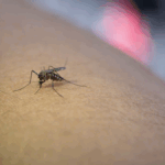 Salud reporta reducción 80 % de casos dengue este año