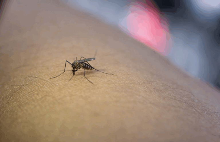 Salud reporta reducción 80 % de casos dengue este año