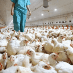 Avicultores dicen producción alcanza para suplir la demanda