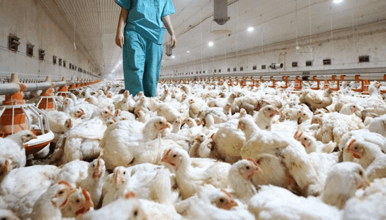 Avicultores dicen producción alcanza para suplir la demanda