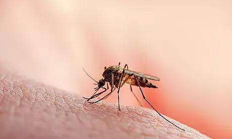 Cuba enfrenta más de 50.000 casos de chikunguña