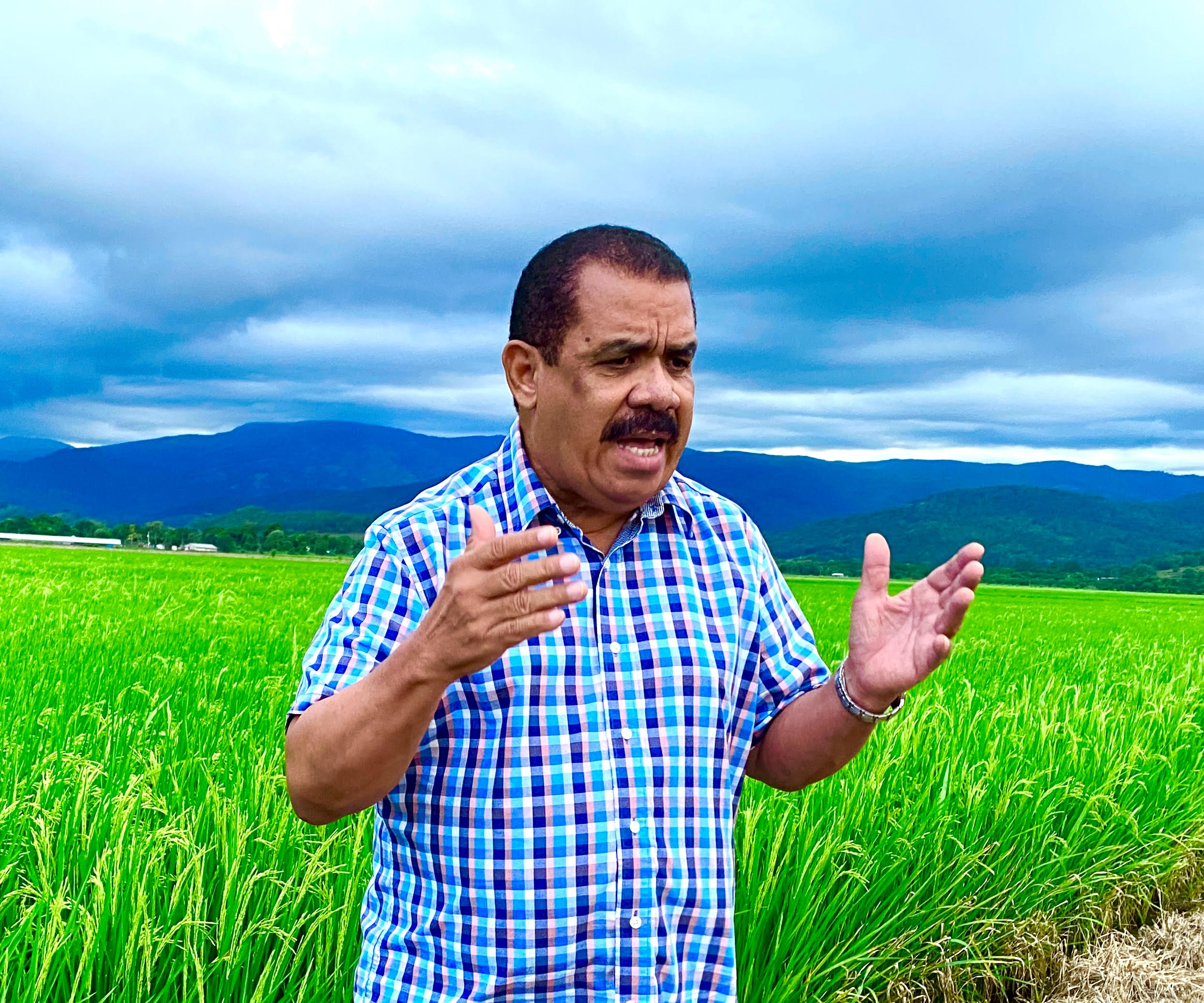 PLD ve acaparamiento del arroz origina reducción en consumo
