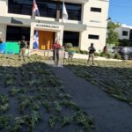 Autoridades decomisan 1,835 plantas de marihuana en Baní