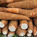 Posible relación entre la epilepsia y la yuca