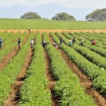Propuestas al problema estructural agrícola 