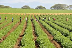 Propuestas al problema estructural agrícola 
