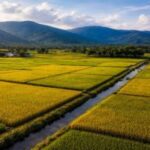 Gobierno dice RD es el mayor productor de arroz del Caribe