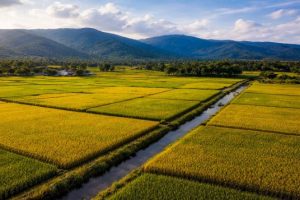 Gobierno dice RD es el mayor productor de arroz del Caribe