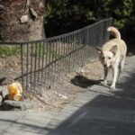 MEXICO: Polémica por sacrificio de más de 10.000 perros