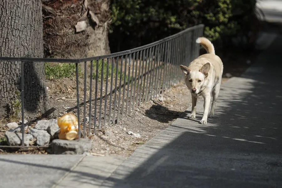 MEXICO: Polémica por sacrificio de más de 10.000 perros MEXICO: Polémica por sacrificio de más de 10.000 perros