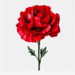 Este domingo es el Día de las Madres en la Rep. Dominicana