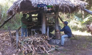 Trapiche, azúcar y raspadura