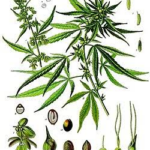 Consumo de cannabis en adolescentes 
