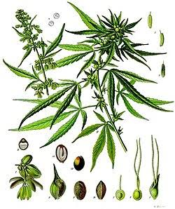 Consumo de cannabis en adolescentes 