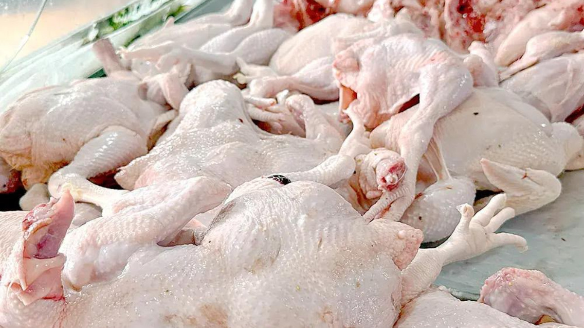 Producción nacional fortalece la oferta y favorece precios del pollo desde RD y RD